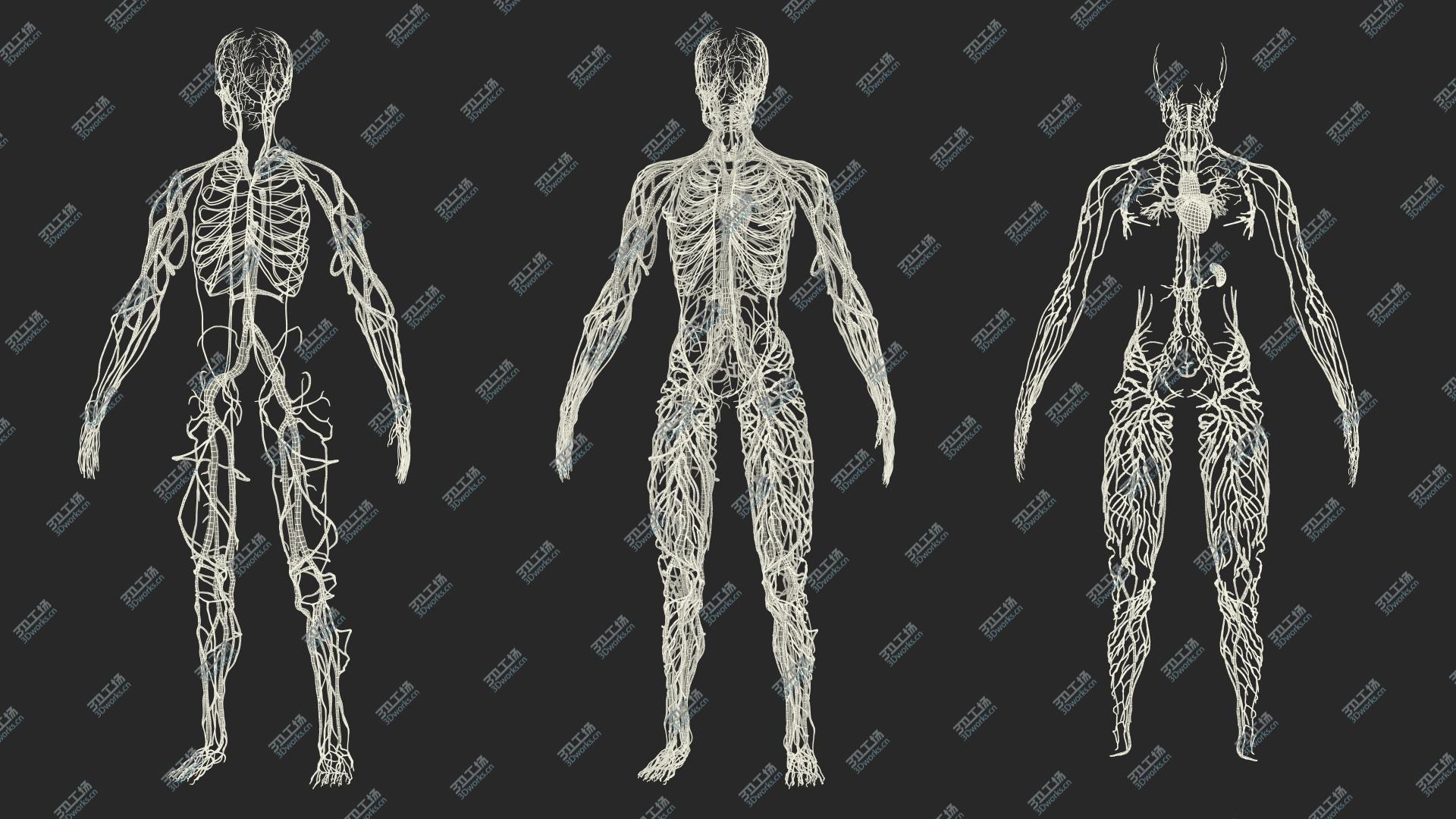 images/goods_img/20210319/Male Cardiovascular Lymphaticand and Nervous Systems 3D model/4.jpg